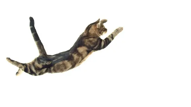 Gato cayendo.