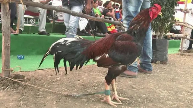 పచ్చ కాకి