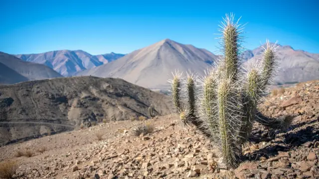 Cacto no deserto do Atacama