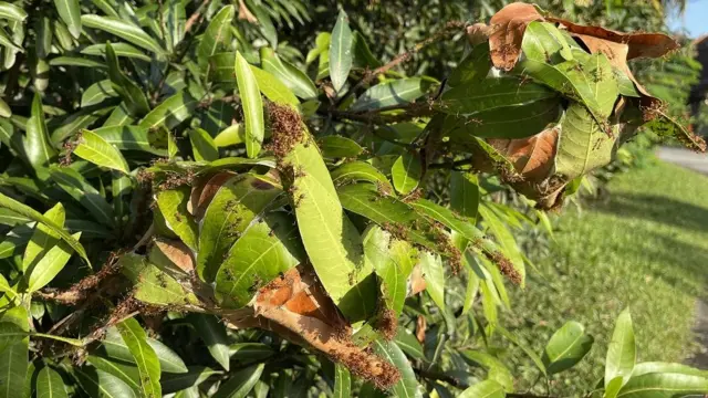 தையற்கார எறும்புகள்