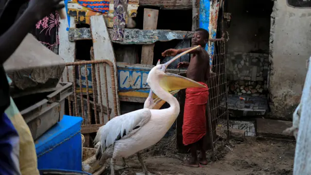 Ọmọkunrin kan ba awọn eye kan ṣere ladugbo Yoff, to wa ni Dakar,lorilẹede Senegal lọjọ kẹrinla osu kẹta, ọdun 2018.