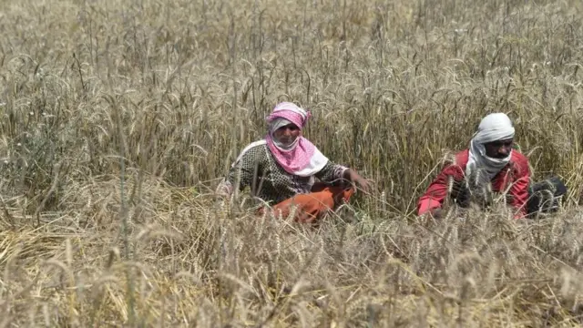 پاکستان، گندم، لاہور