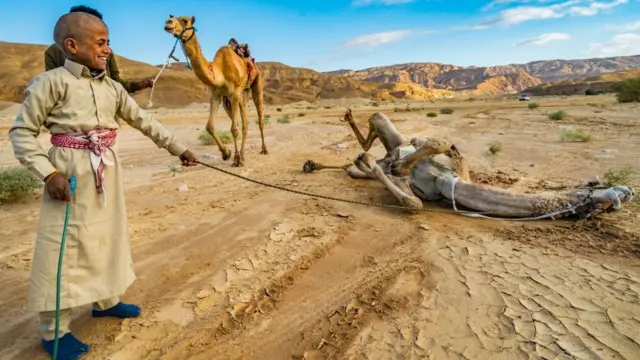 Un enfant, chamelier, sourit tandis que son chameau lui gratte le dos dans le sable après la course annuelle de chameaux de Wadi Zalaga.