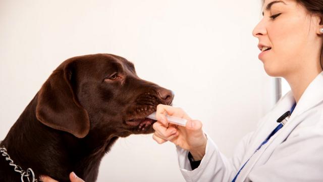 Собака, когда ее привели к ветеринару, вряд ли на что-то надеется