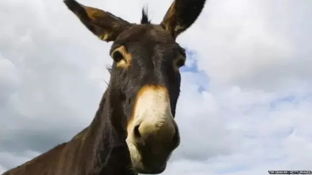 ਲੱਕੜ ਦੀ ਤਸਕਰੀ ਵਿੱਚ ਗਧਿਆਂ ਦੀ ਪੇਸ਼ੀ