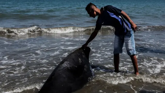 ஸ்பெர்ம் திமிங்கலம்