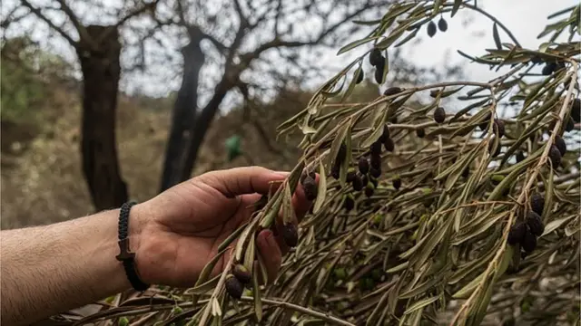 Оливки запеклися прямо на дереві. Сардинія, Італія