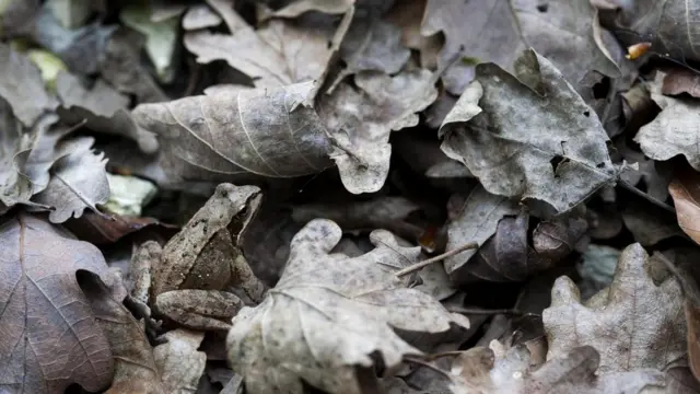 Лягушка (Rana dalmatina)