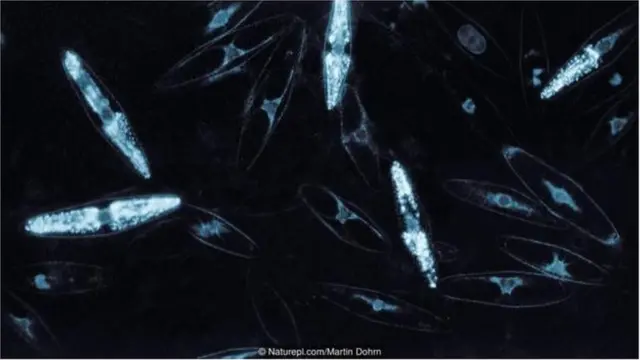 Noolahan waa kan sameeya iftiinka ugu badan ee lagu badda dusheeda habeenkii.