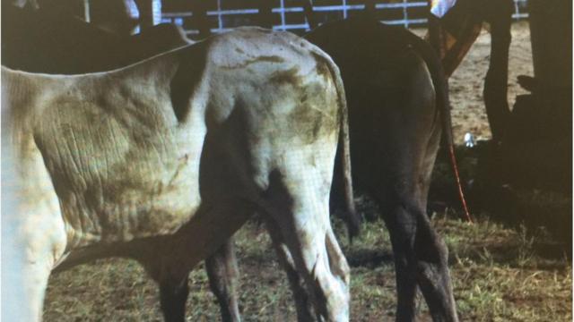 Boi com cauda arrancada