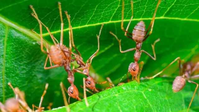 தையற்கார எறும்புகள்