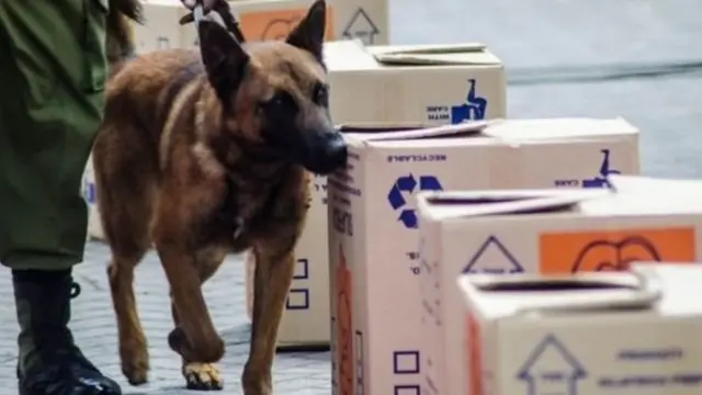 Mbwa akijaribu kunusa vilipuzi na dawa za kulevya