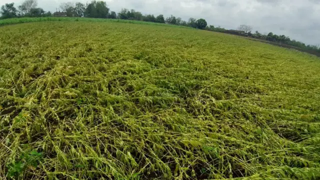 વાવાઝોડાને કારણે ઊભા પાકને થયેલું નુકસાન