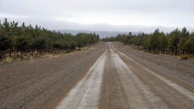 Pinos en el finca de Benetton