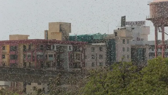 ஜெய்ப்பூரில் வெட்டுக்கிளி