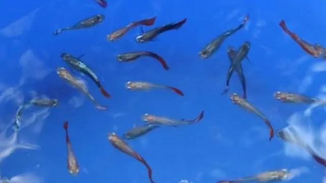 গাপ্পি মাছ মশার লার্ভা খেয়ে ফেলে