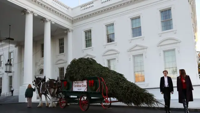 К белому дому подвозят елку