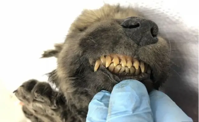 18 వేల ఏళ్ల నాటి కుక్క