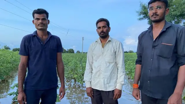 कपाशीच्या शेतात पाणी साचलंय.