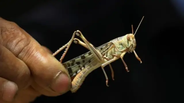 வெட்டுக்கிளி