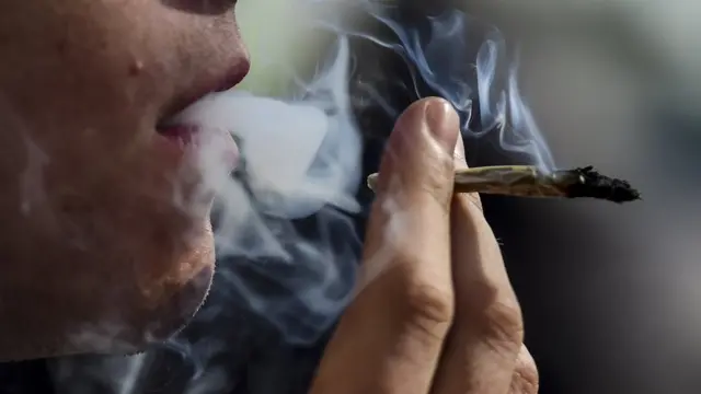 गांजा (सांकेतिक तस्वीर)