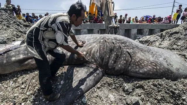 vây cá mập