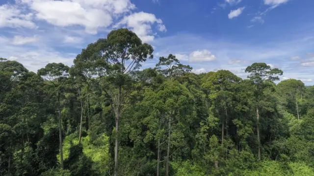 Países megadiversos