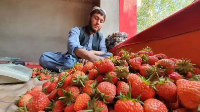 کندهار کې د ځمکې توتان