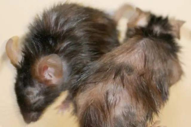 หนูทดลองอายุมากที่ได้รับยากลับมีขนขึ้นเงางามและมีสัญญาณของความเยาว์วัยเกิดขึ้นหลายประการ