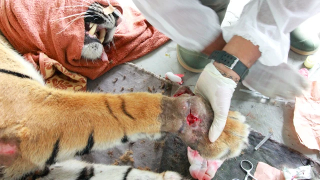 Harimau bernama Lanustika menjali pengobatan karena jari kakinya terkena jerat.