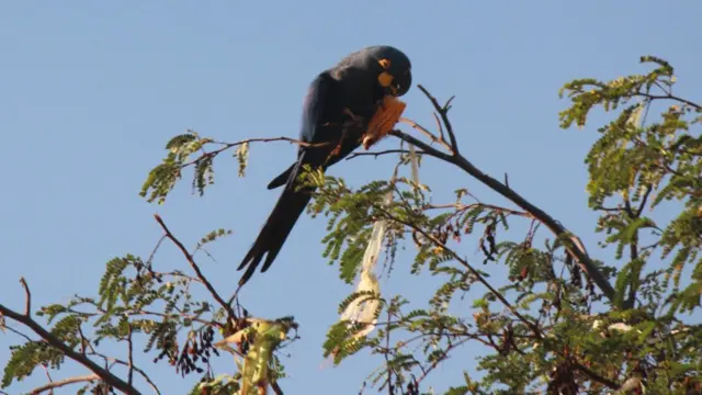 Arara-azul-de-lear (Anodorhynchus leari)