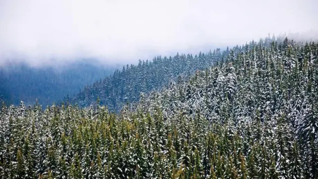 （图片来源：Zack Frank）