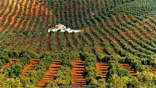 迈斯特拉特的橄榄树农将古树卖给海外的买家，几乎导致了这一地区古树的灭绝