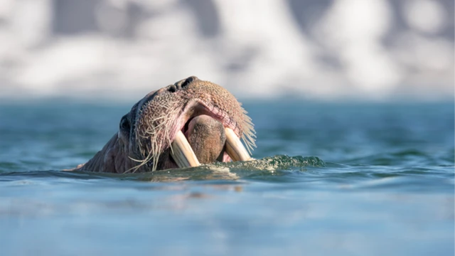 Морж может плыть без отдыха до трех с половиной суток