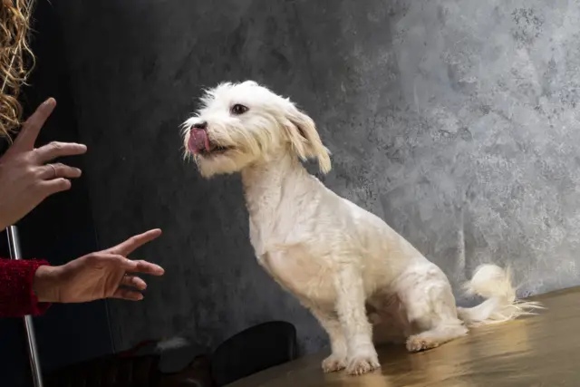 пас за удомљавање