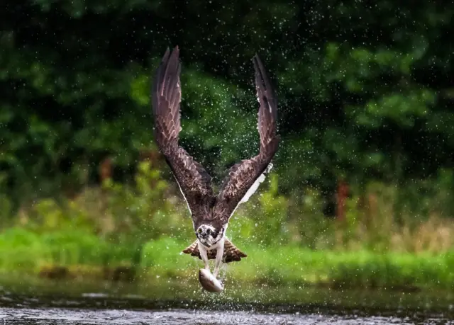 பிபிசி தமிழ் நேயர்களின் மெய்சிலிர்க்க வைக்கும் வன உயிரின படங்கள்