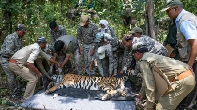 เจ้าหน้าที่ห้ามเอ็มบี 2 ใส่เปลเพื่อเตรียมเคลื่อนย้าย