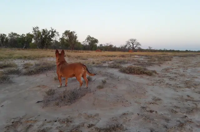 A dog looks over a landscape