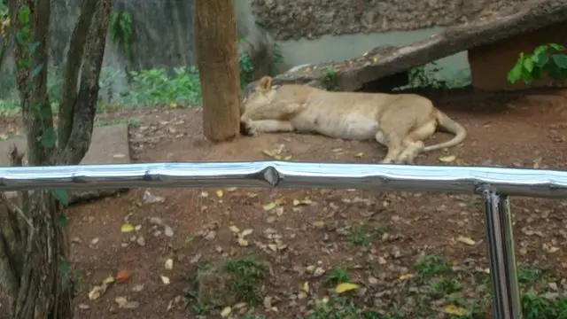 Dog breastfeed an abandoned lion cub in Sri Lanka