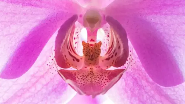 స్త్రీ యోని