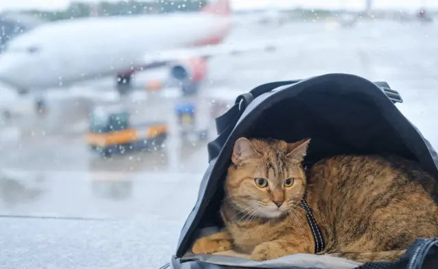 Кот в переноске