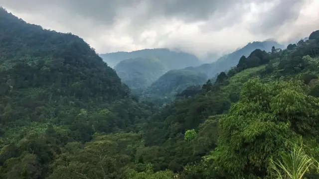 جنگل حاره ای