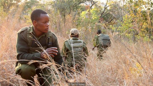 穆涅莫（WadzanaiMunemo）早上巡逻时，停下来查看当地大象的情况。