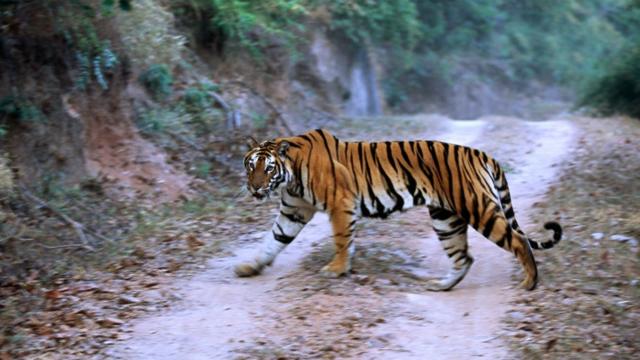 Hydroelectric dams linked to tiger and jaguar losses