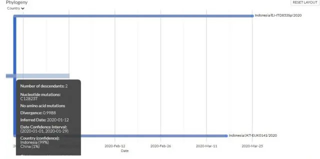 Pohon filogeni yang menunjukkan dua sekuens genom virus Indonesia yang diperkirakan leluhurnya sudah ada di Indonesia sejak setidaknya tanggal 12 Januari.