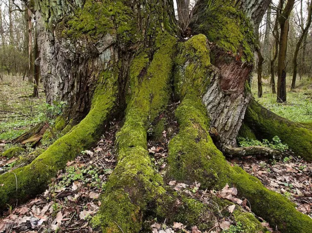 Hrast u Gornjem Podunavlju