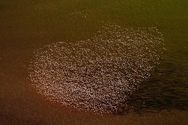 Umugwi w'imisambi yo mu bwoko bwa flamingoes, ibonwa n'uwuri mu kirere