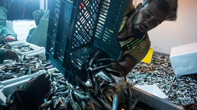 Una carga de pescado en un barco