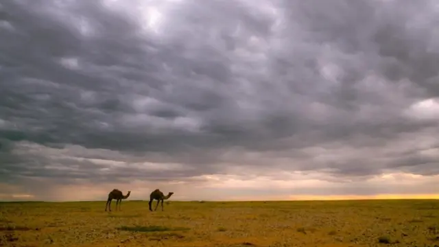 تعيش الإبل البرية في البراري الاسترالية الشاسعة