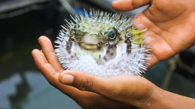 أسماك الفوغو النادرة في اليابان